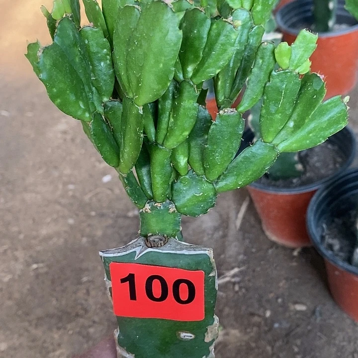 无花朵瑕疵苗037，100号