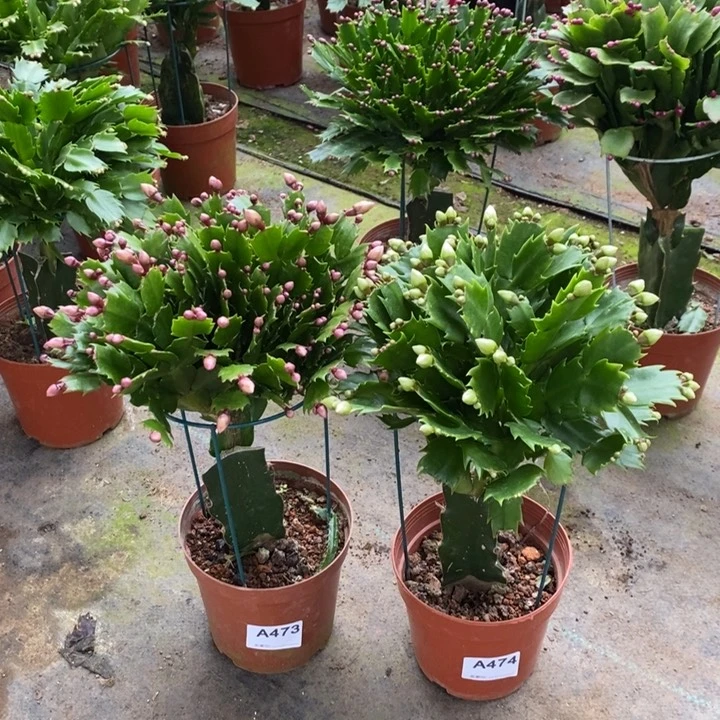 当前无花栽培后可以开花473，474