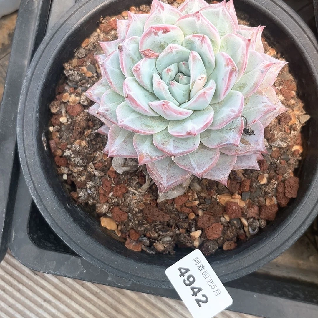 阿雅园艺。    4942