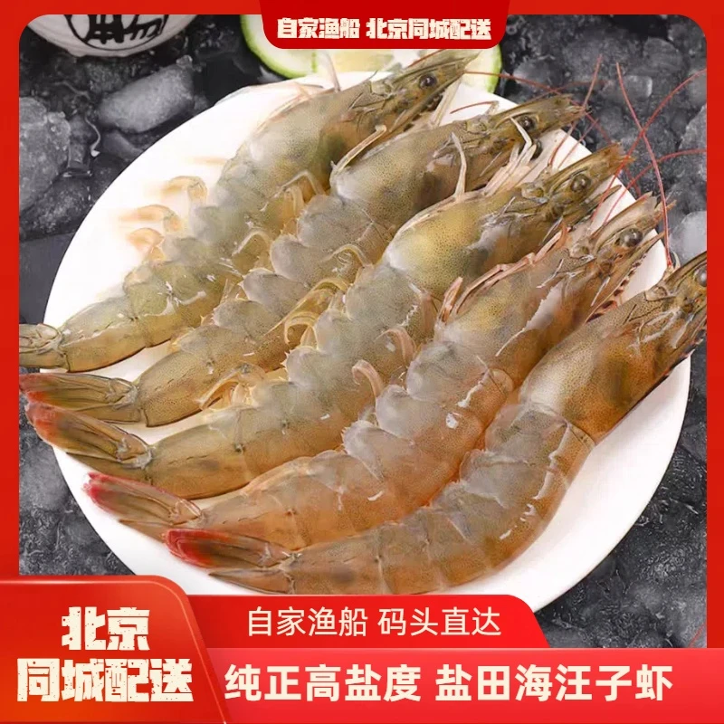 【自家渔船】纯正高盐度 盐田汪子虾 肉质鲜甜 口感劲道（活虾冷冻）大虾同城送