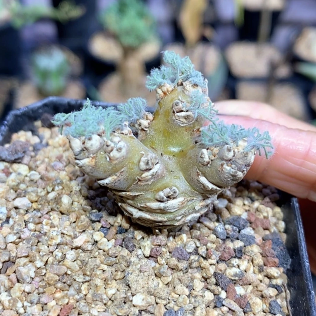 【闪购商品】白皮月界