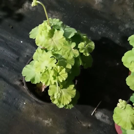当前无花栽培后可以开花纪念日