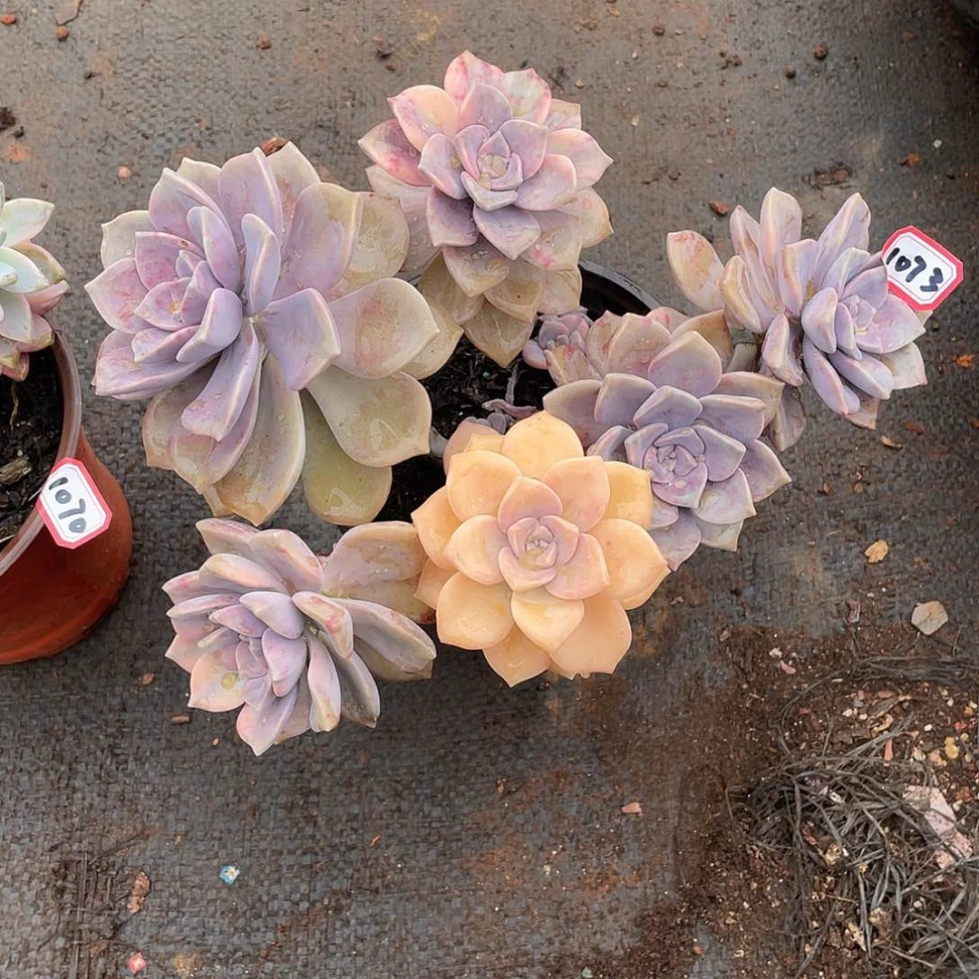 1073紫乐锦 一物一拍多肉