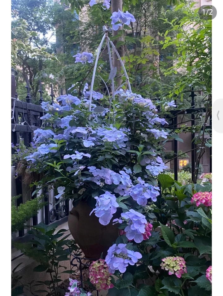 【落跑新娘】绣球花苗盆栽大苗阳台庭院【已发货拒绝退款和拒收】