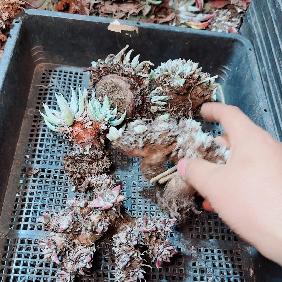 8534瑕疵框拍不售后