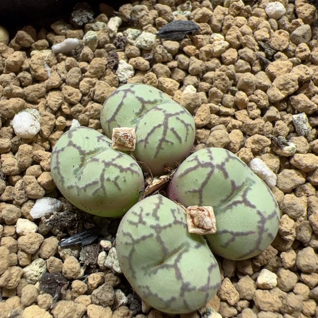 【闪购商品】418紫猴