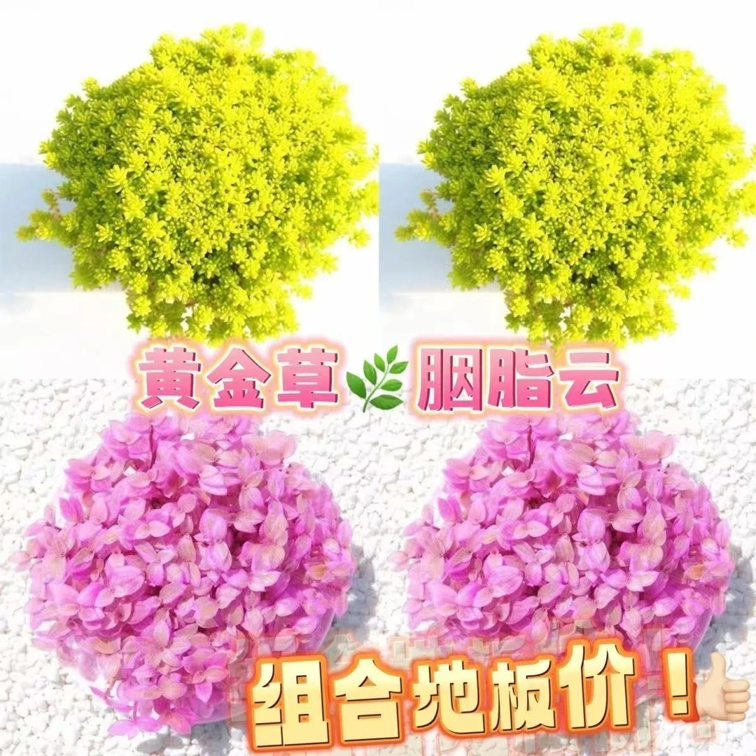 黄金万年草薄雪万年草姬星胭脂云多肉植物盆栽办公室阳台花卉绿植