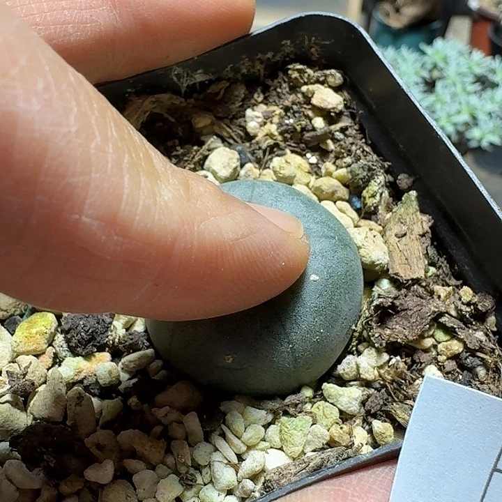 165海鲜实生脱土发货