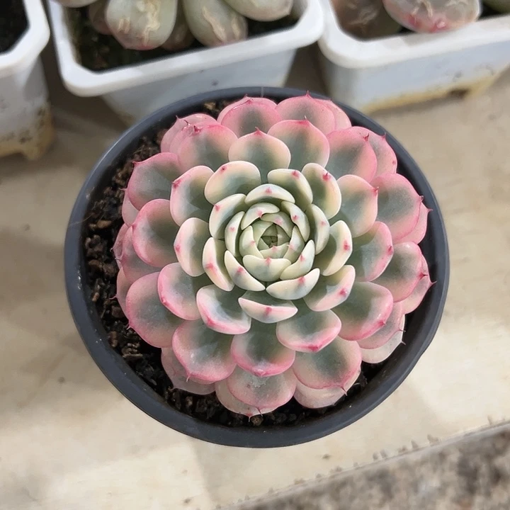 姬莲锦38包邮多肉