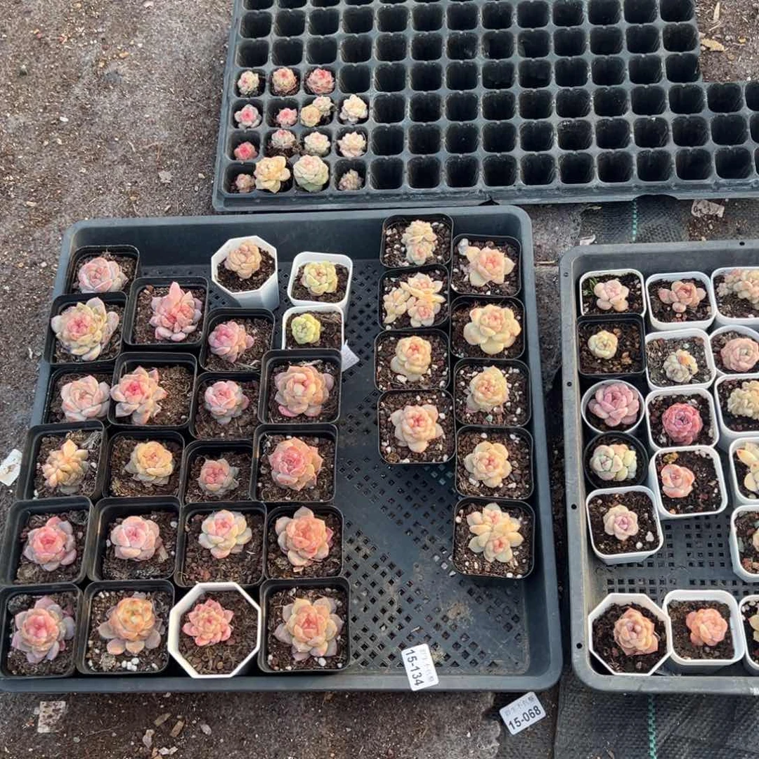 F****y小卡拉米糖心一物一拍15-134