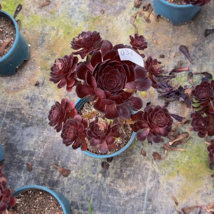 00000000034黑美人