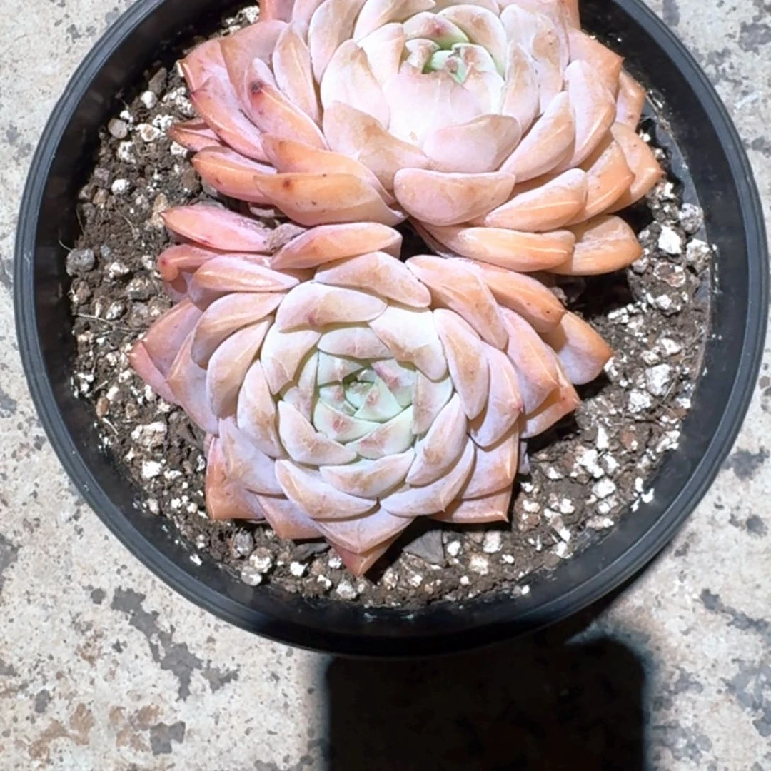 专拍链接多肉糖心布娃娃