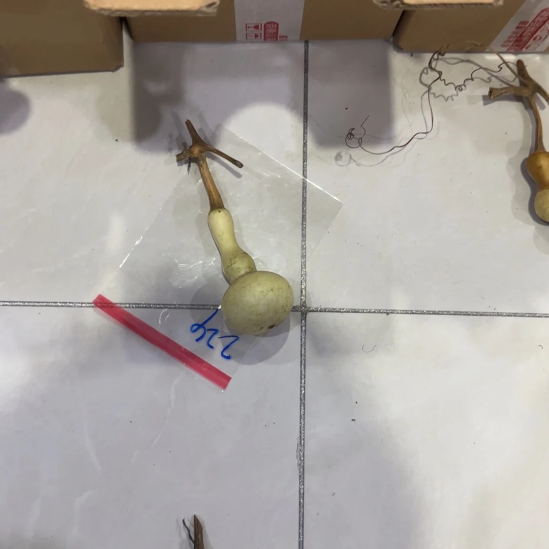 海***哥青皮不包成青皮不包成
