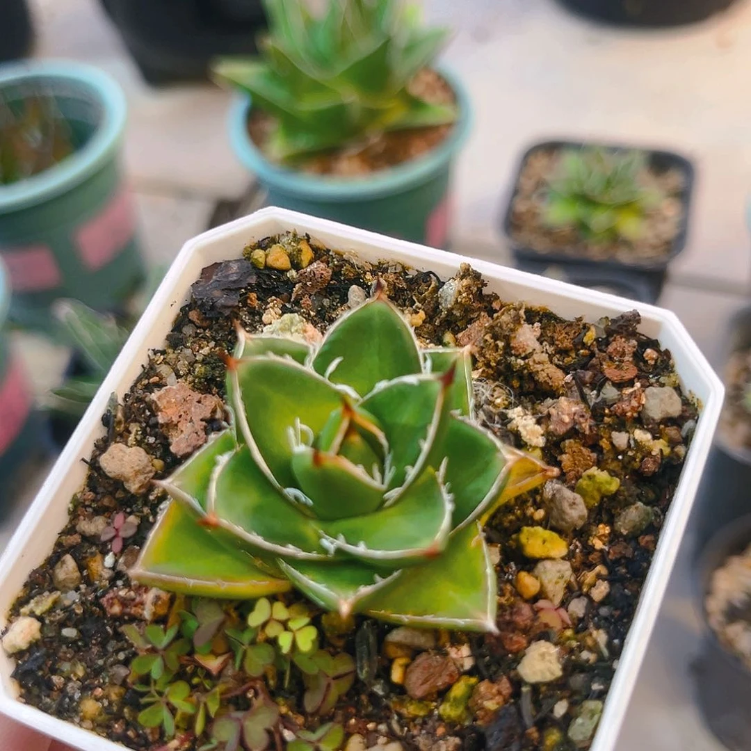 潮流植物a型屉之雪，