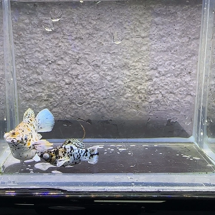 孔雀鱼五彩奶牛。26号