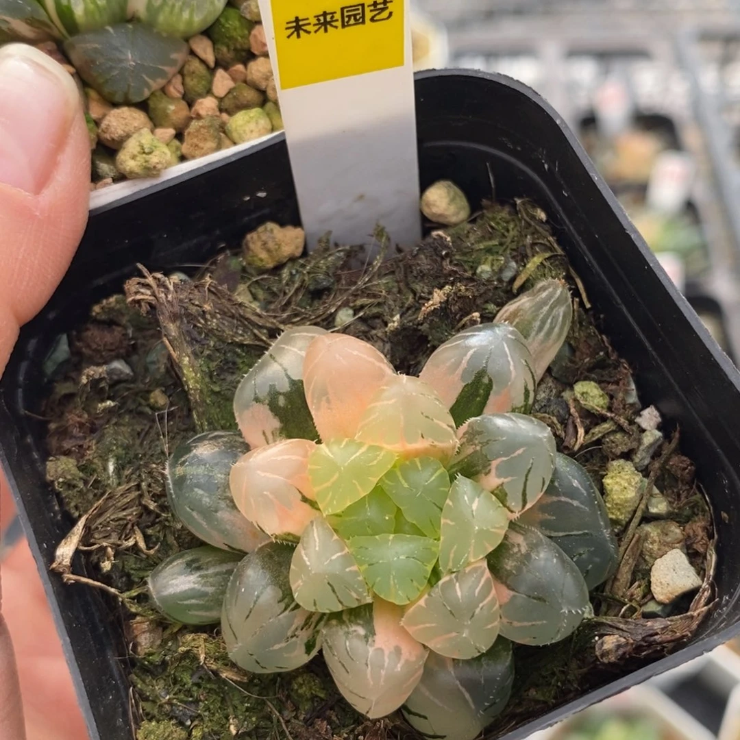 507冰灯玉露锦一物一图