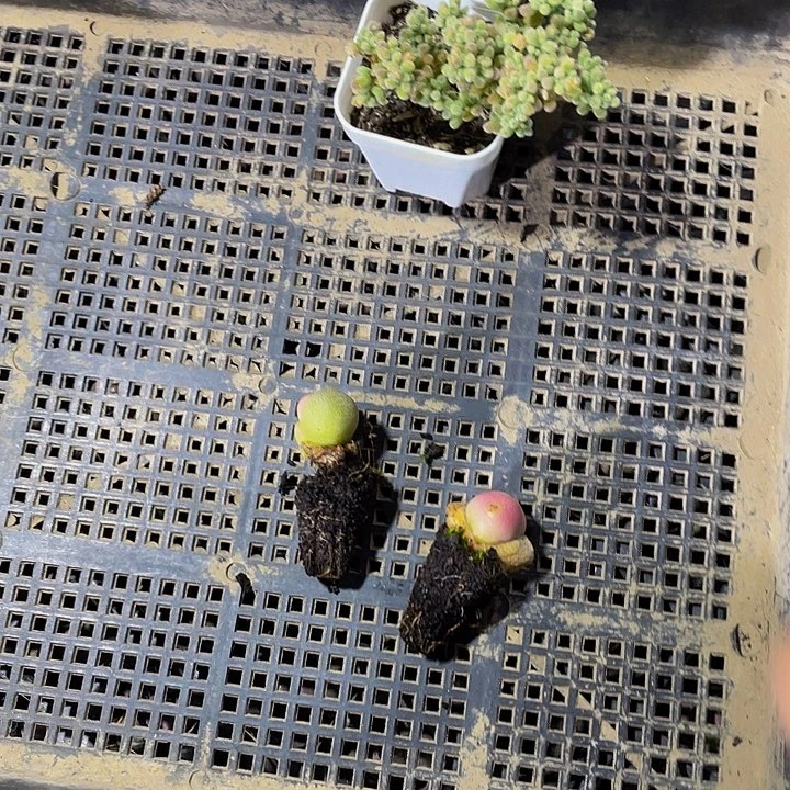 冰**心81号筐带葡萄干好