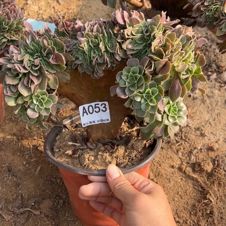 玫瑰缀多肉植物053.