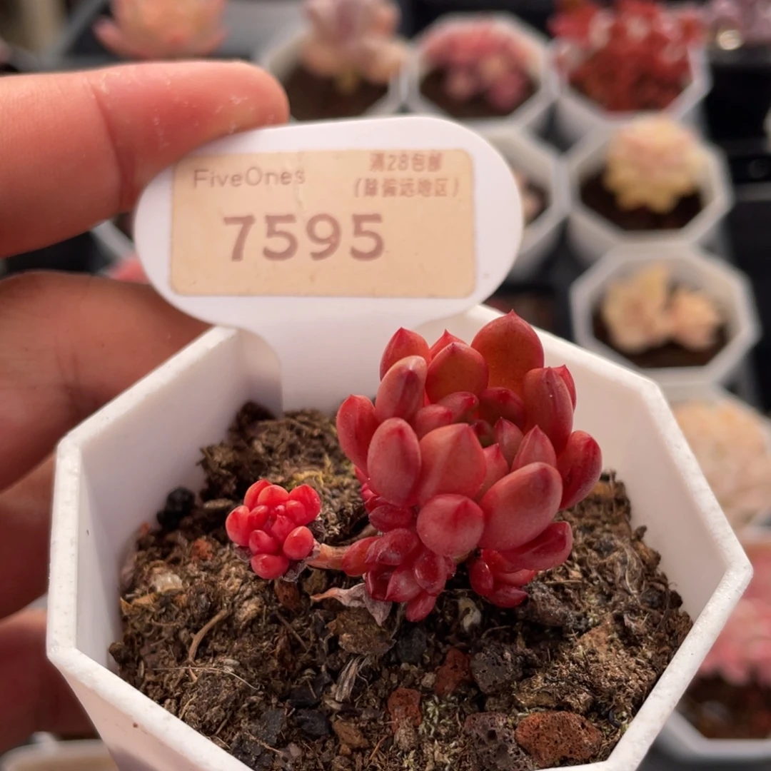 鸡血红宝石7595-3.5厘米