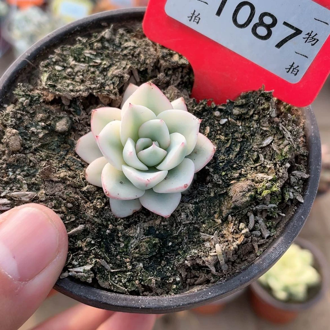 【闪购商品】1087黄桃宽锦