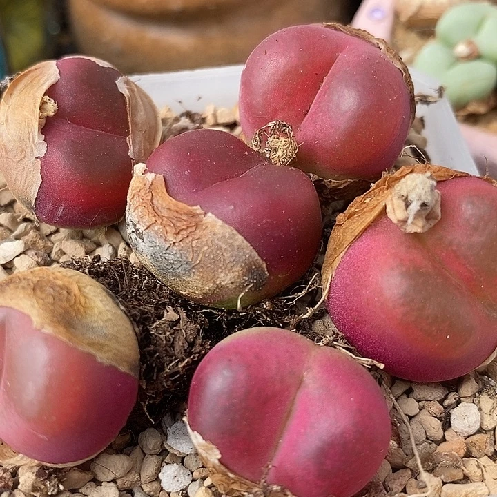 母本红宝石一颗一颗