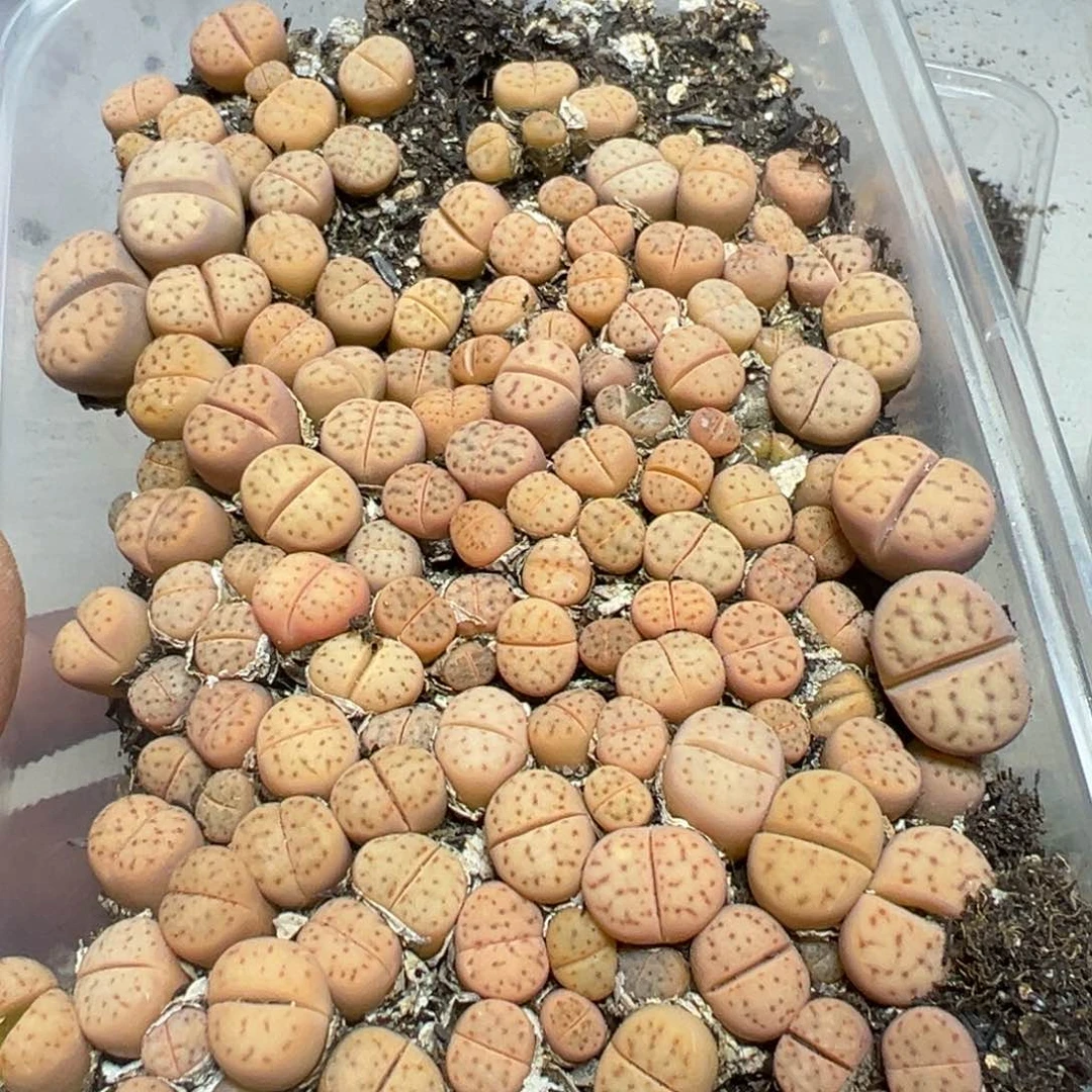 【闪购商品】 117。