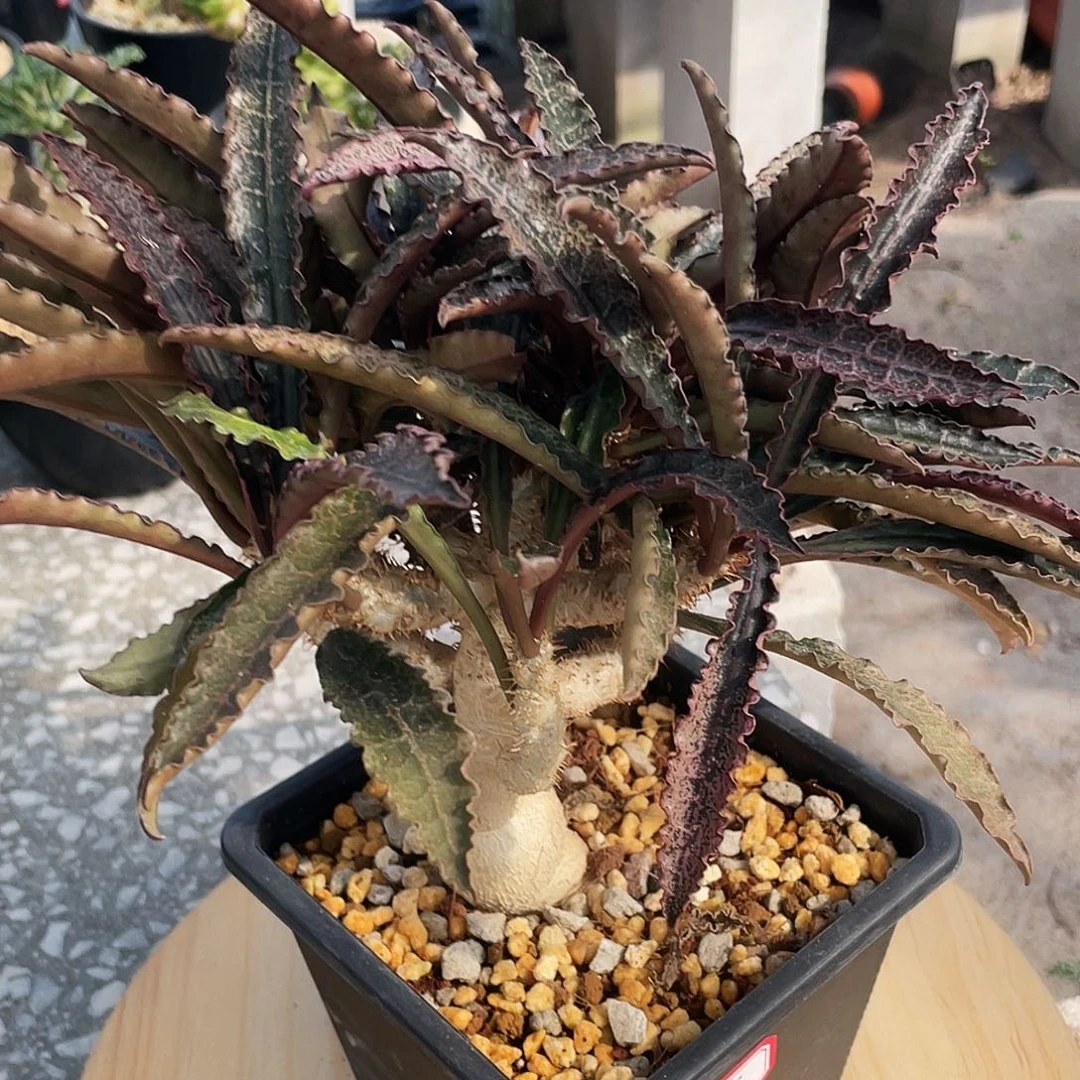 彩叶麒麟6666666666666