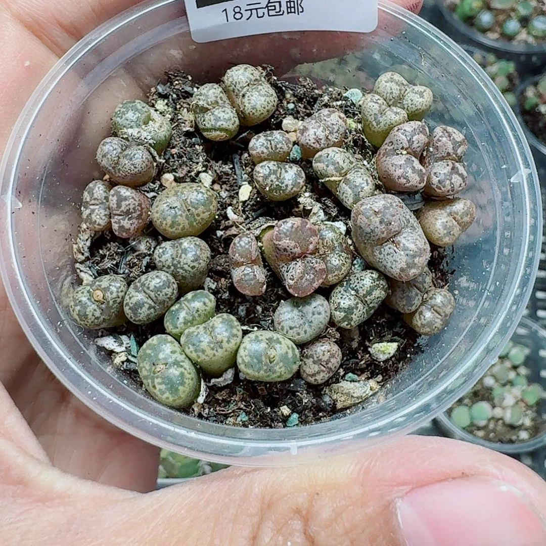 247多肉植物多肉植物