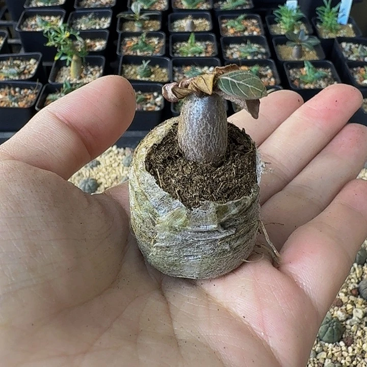 怪***豆索科特拉沙漠玫瑰1111