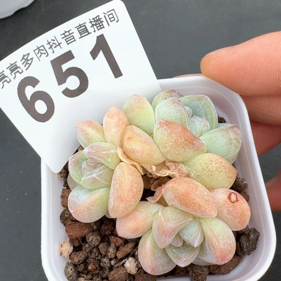 一***~糖心冰玉         多肉植物