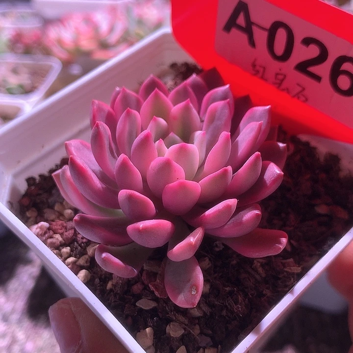 红宝石覆轮锦有根
