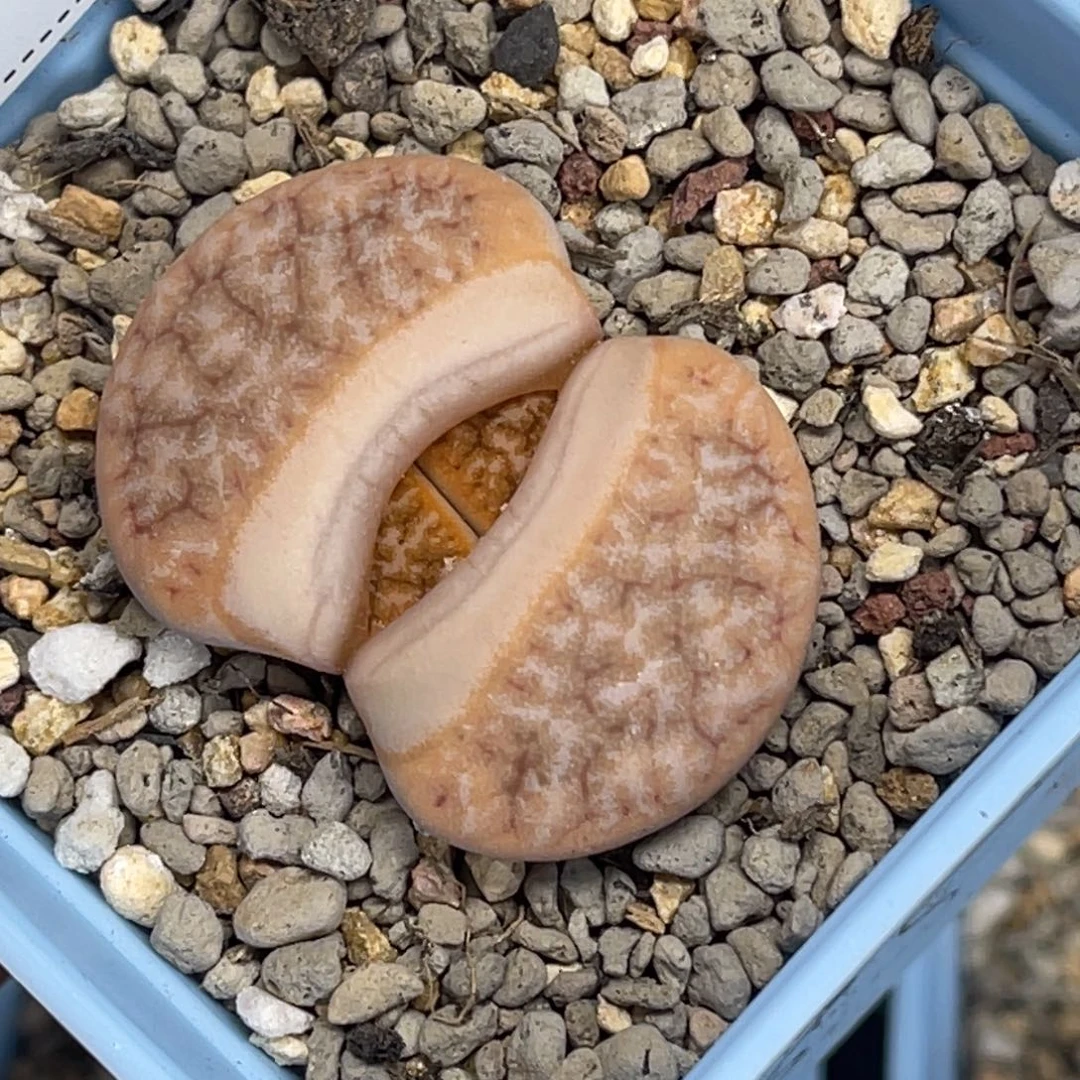 4866拿铁1黑咖尺寸3.8