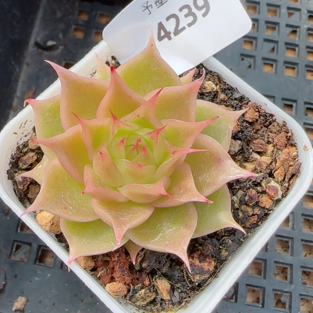 荧光海胆珍妮，4239多肉植物