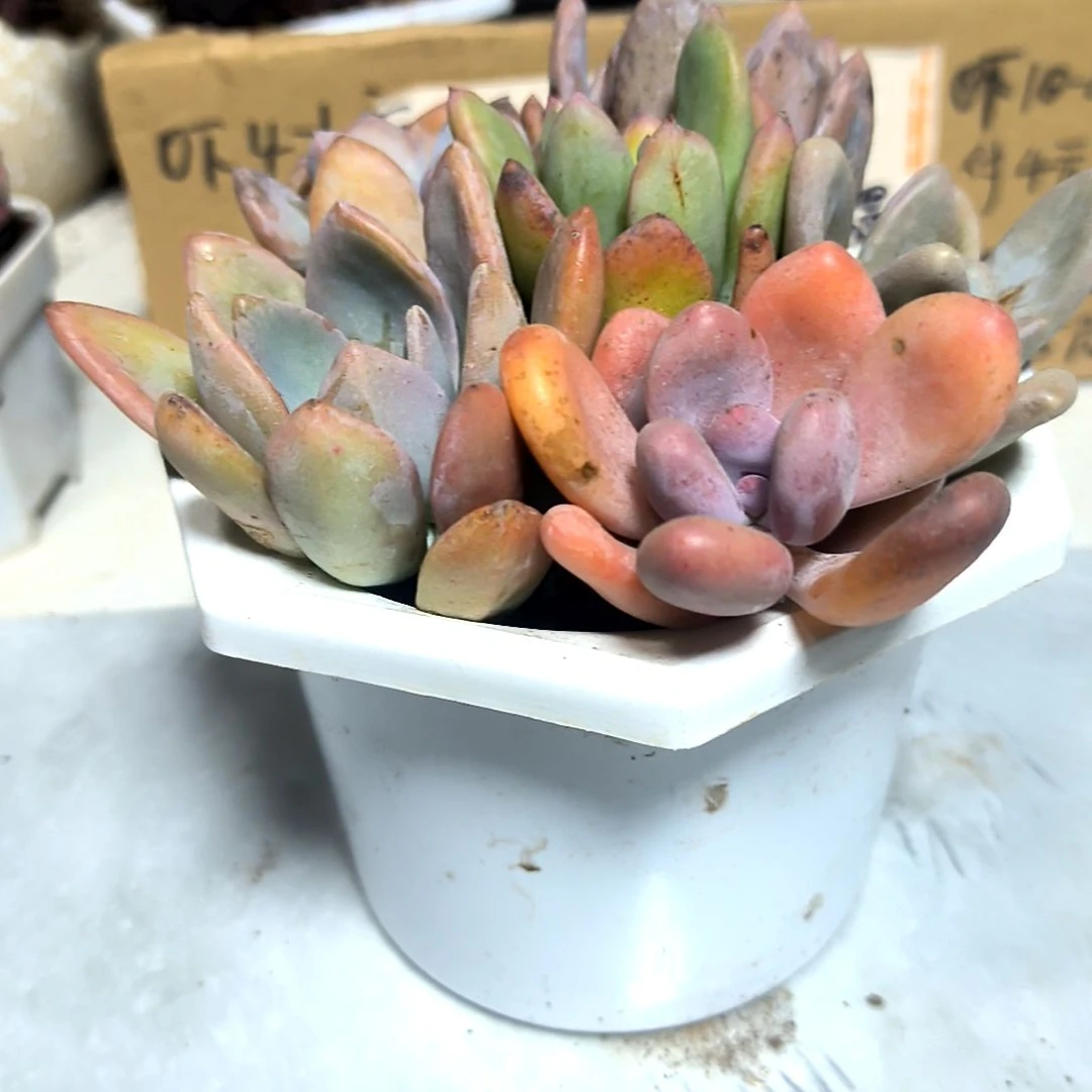 满6元包邮，五颗不同美人