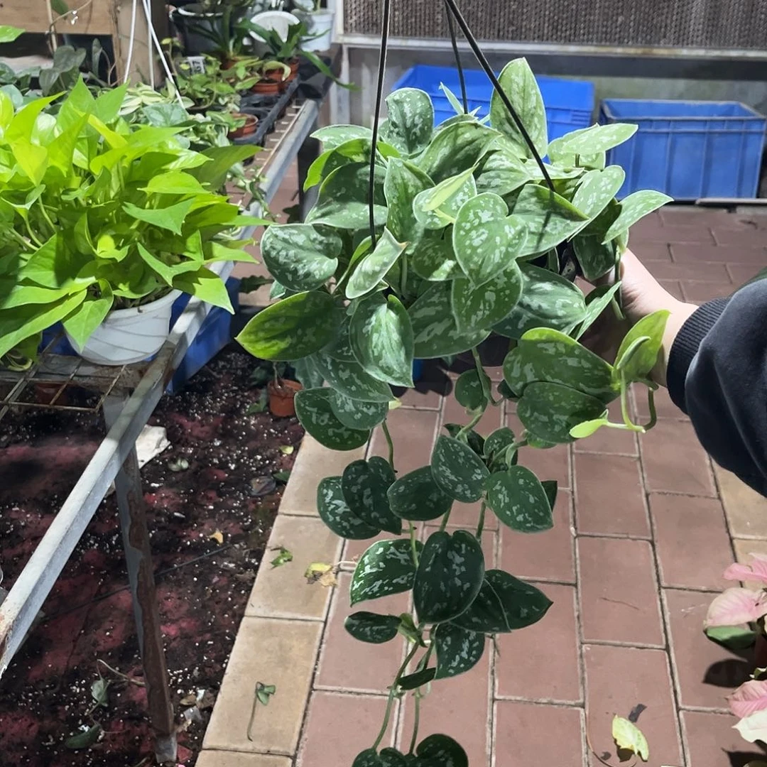 完全开放043小叶银斑葛