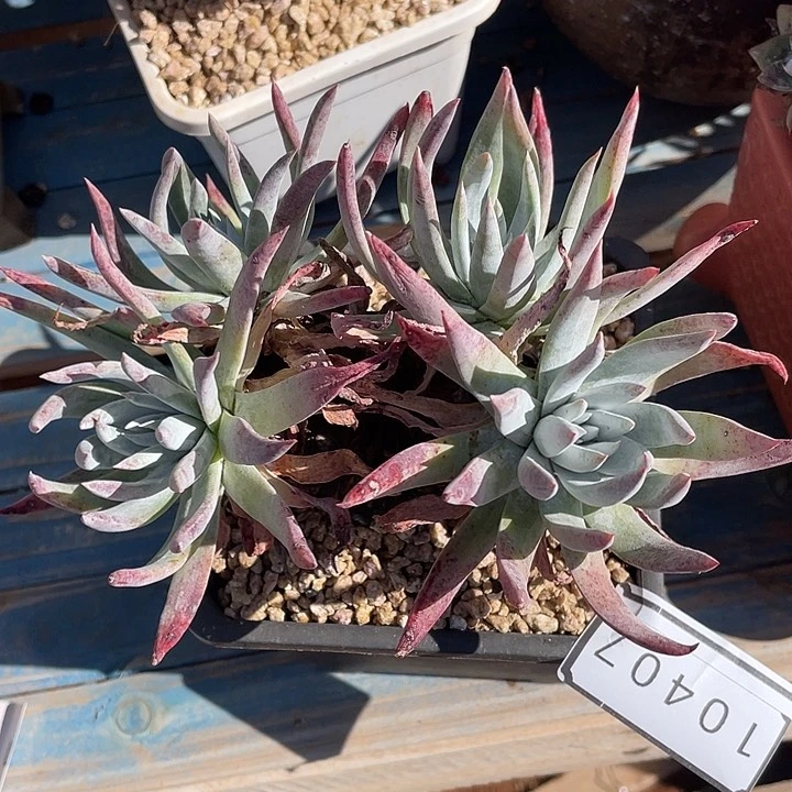 雪怒老桩多头10407