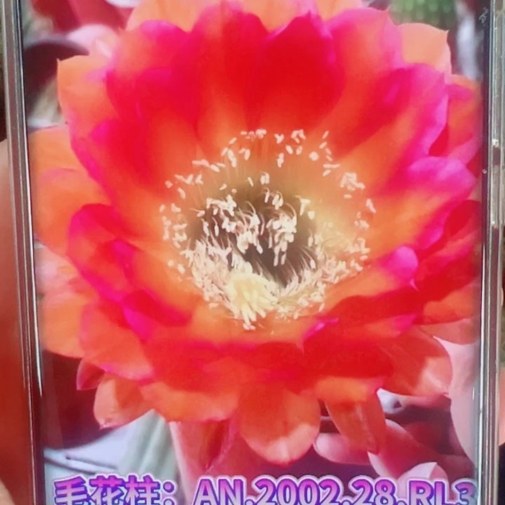 毛花柱28RL3侧芽拍一发二