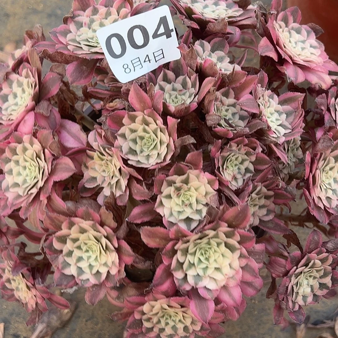 8.4-4粉铜多肉植物1