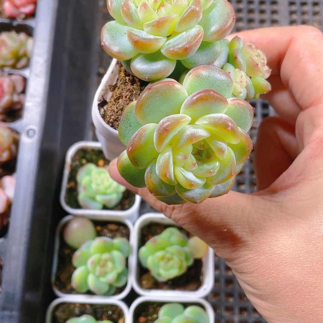 T3000 单双混盆一个满25包邮