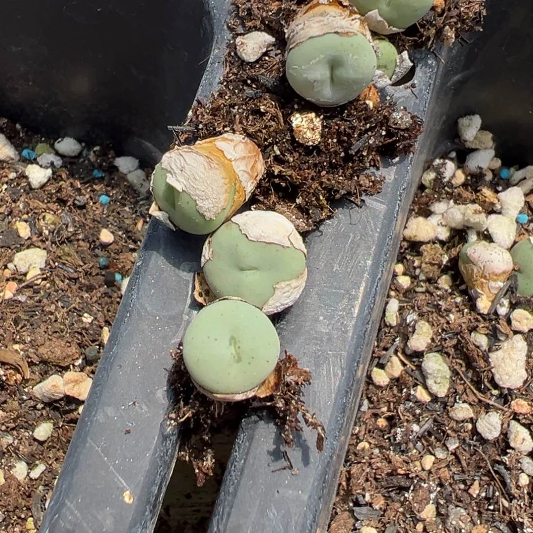 1-07肉锥多肉植物，