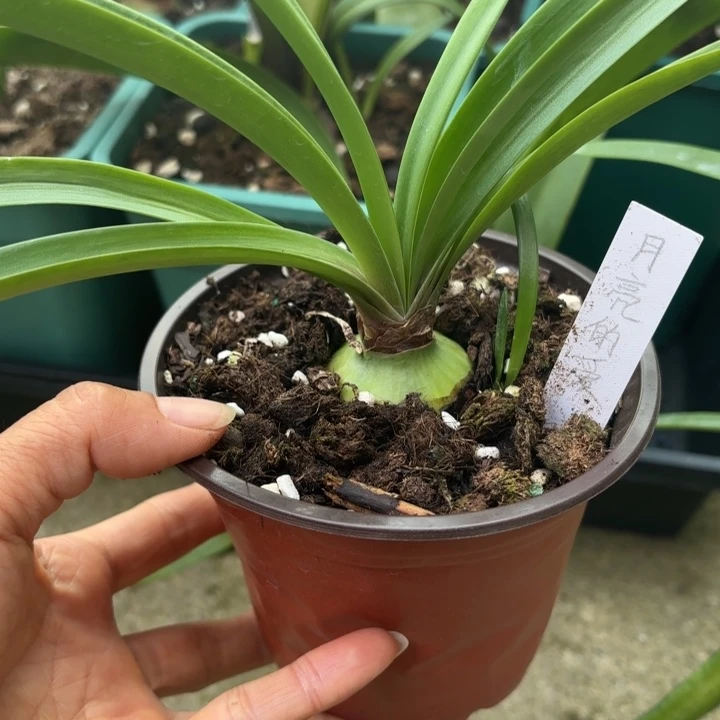 无花朵月亮的爱3.8厘米