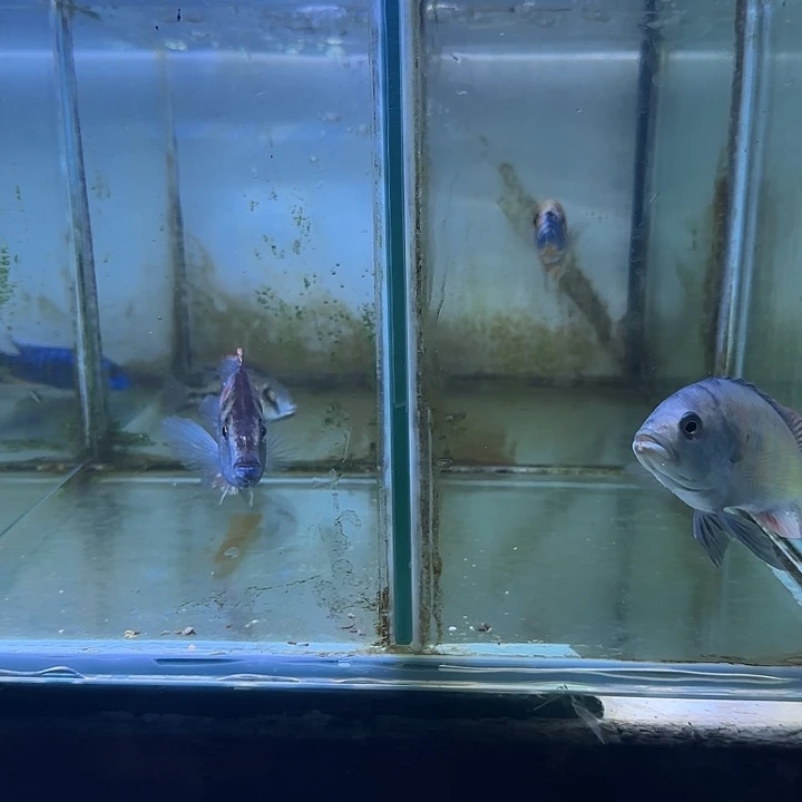 努***钱海水鱼33➕35号1111111