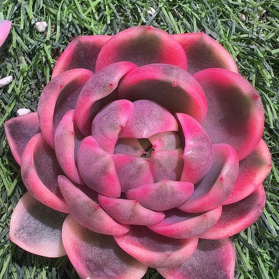 紫水晶锦多肉植物