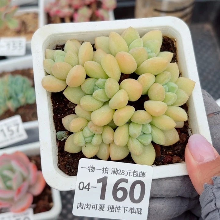 泡泡糖多肉无盆土发货