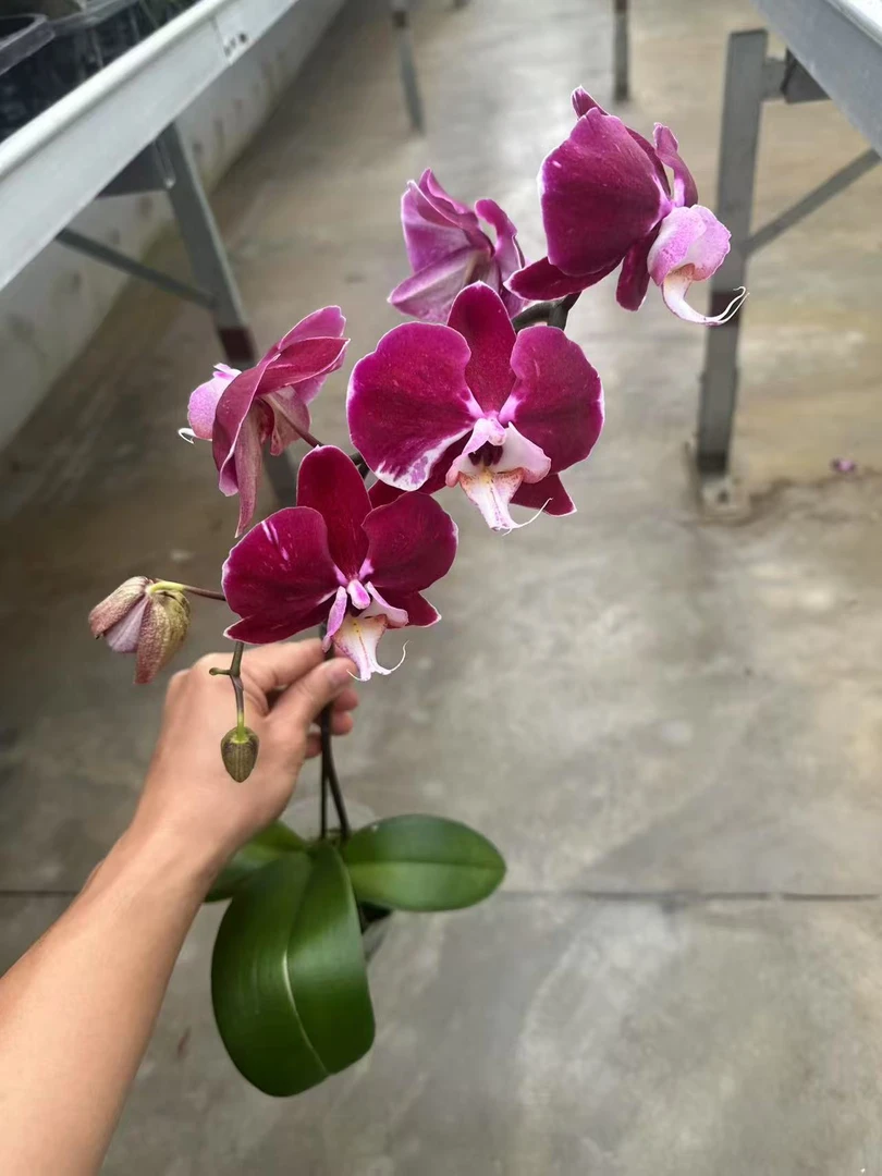 黑曼巴蝴蝶兰，单颗带瑕疵品