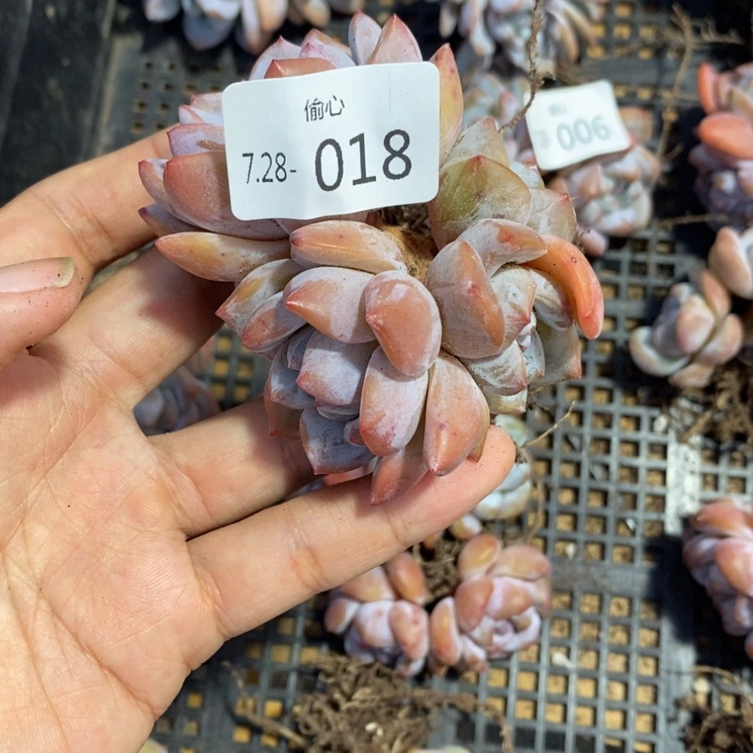 悠*728018多肉四头多肉