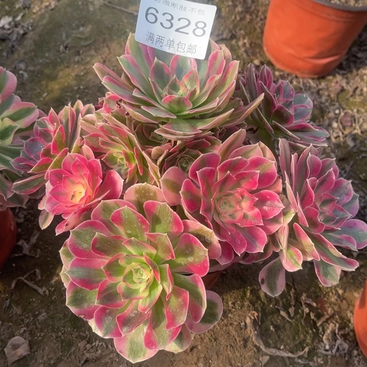 6328女郎的人多肉的