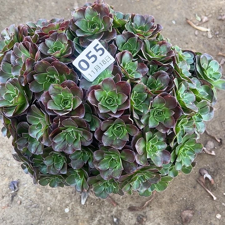 11.18-55玫瑰多肉植物1