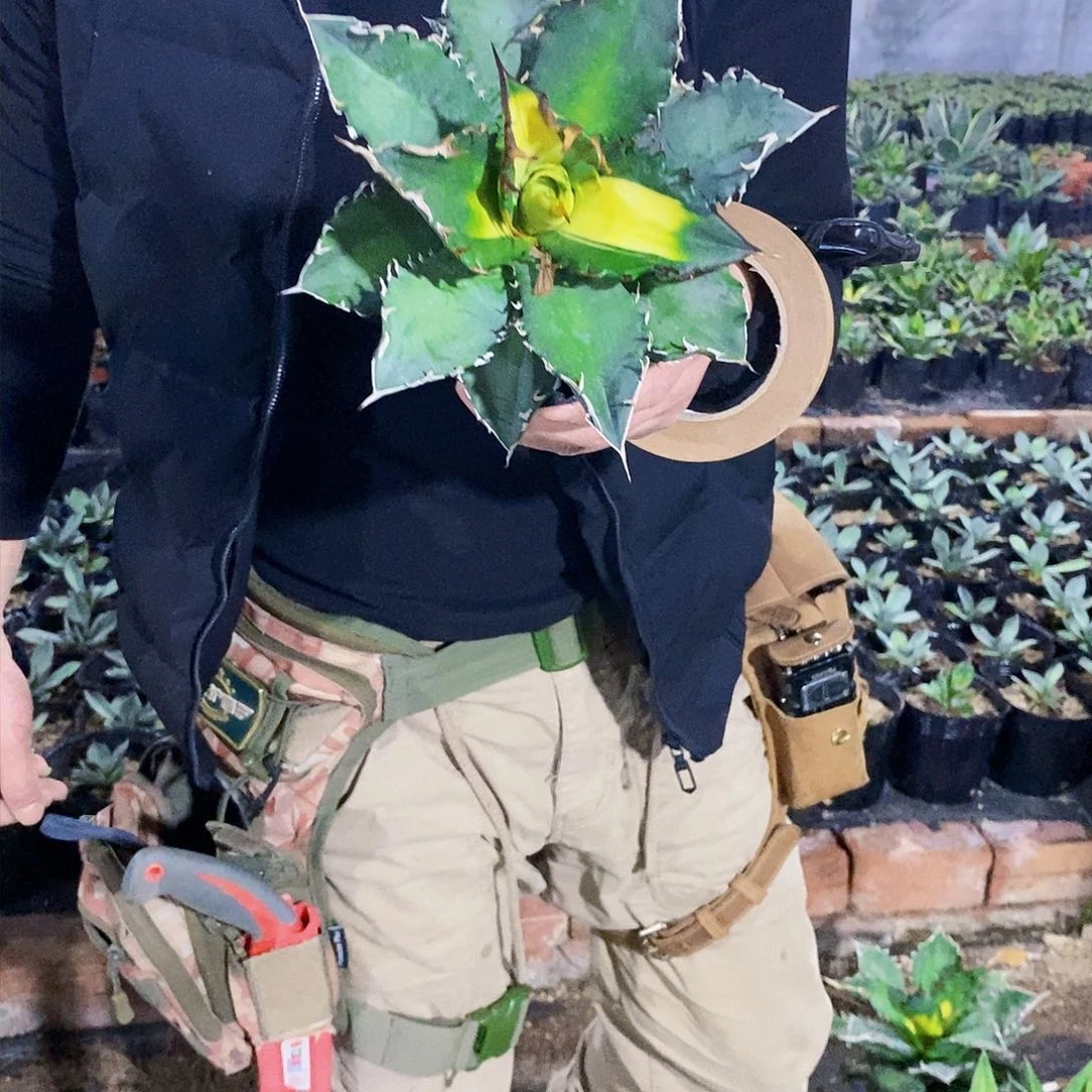 福白季节锦冠幅18厘米左右