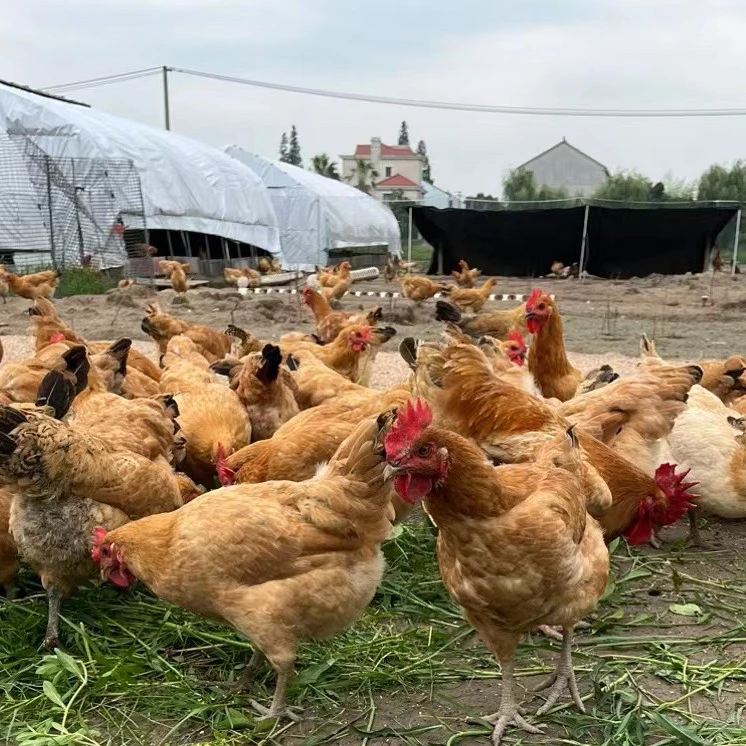 [京东直送]南汇本地散养老母鸡